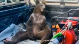 Bear rescued after 'mad honey' high