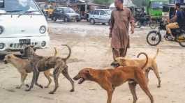 Feral dogs in Pakistan