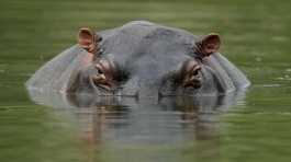 hippo floats