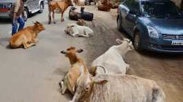 Ferral cows India