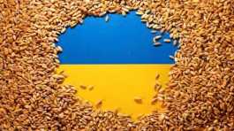 Ukrainian flag is covered with grains,.